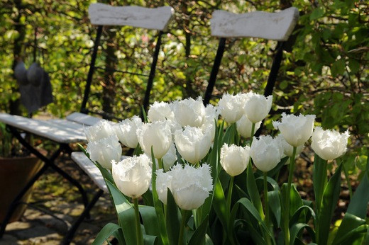 Tulipa Swan Wings,Contempory white garden, white spring flowers, Muscari botryoides, Anemone blanda white splendour, narcissus Thalia, White Tulips, White daffodils, White narcissus, White anemones, White muscari